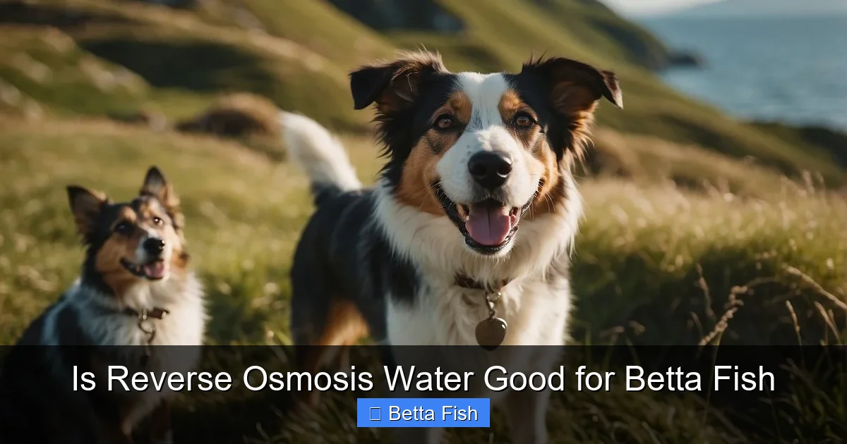 Is Reverse Osmosis Water Good for Betta Fish