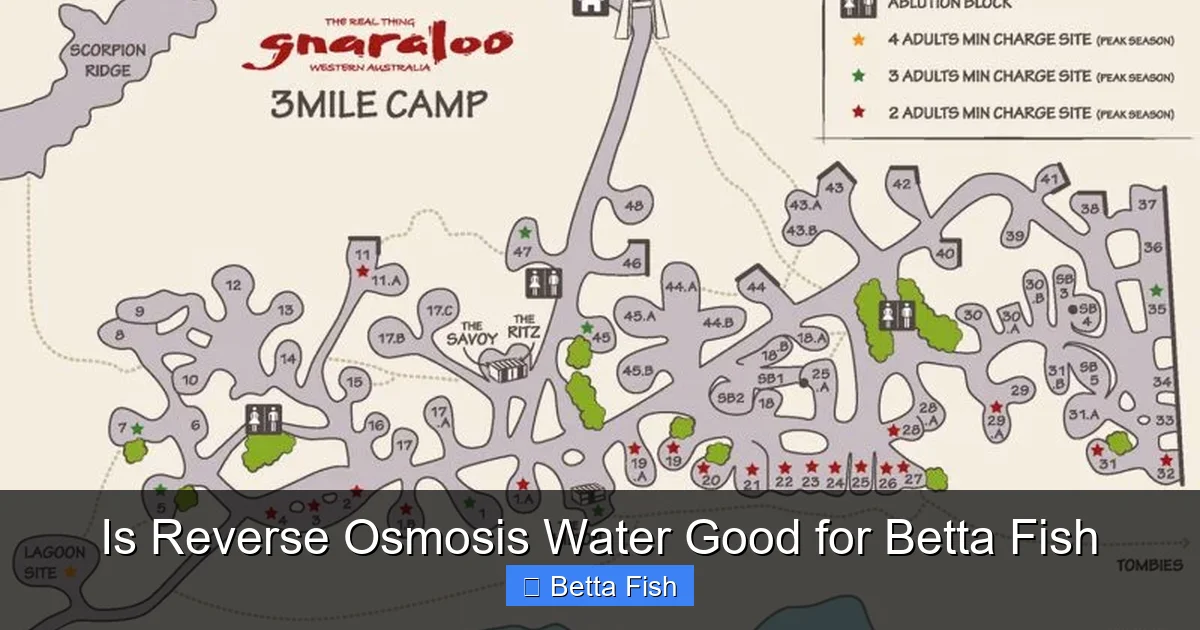 Is Reverse Osmosis Water Good for Betta Fish