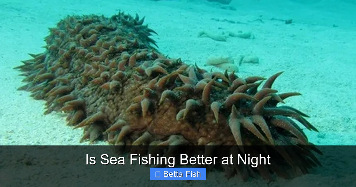 Is Sea Fishing Better at Night