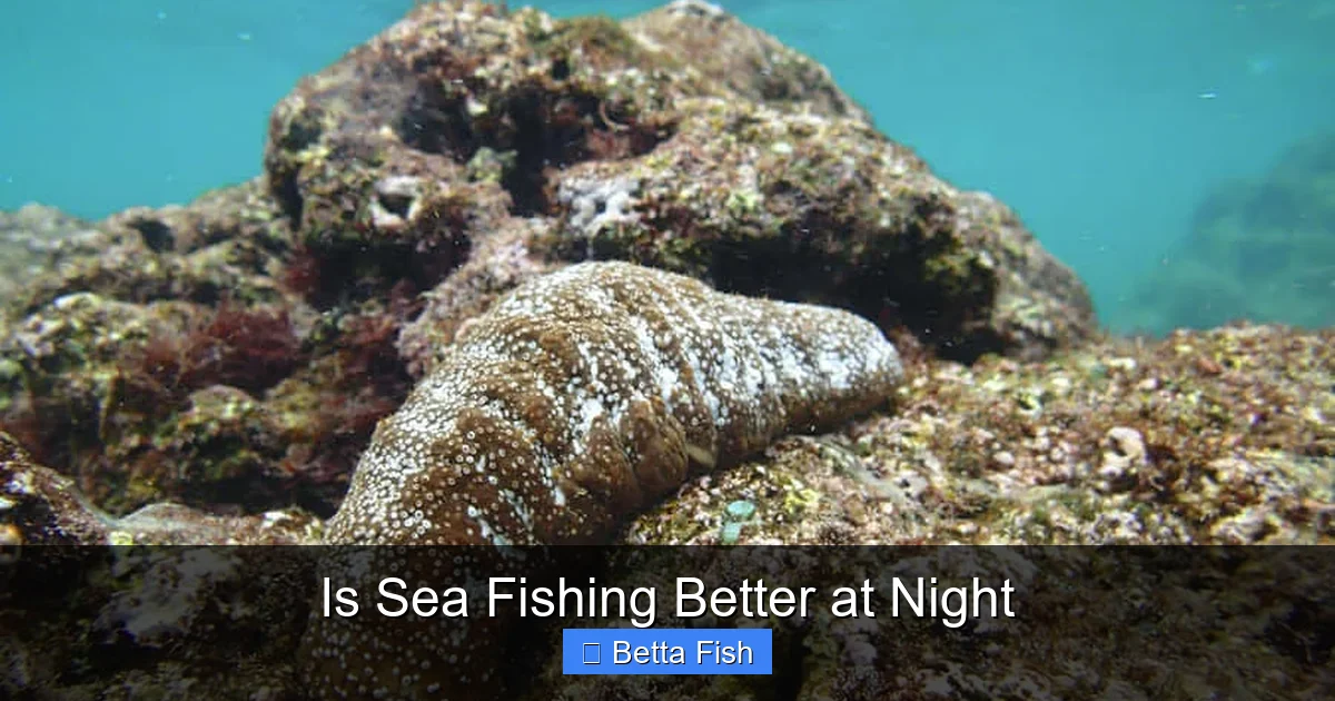 Is Sea Fishing Better at Night