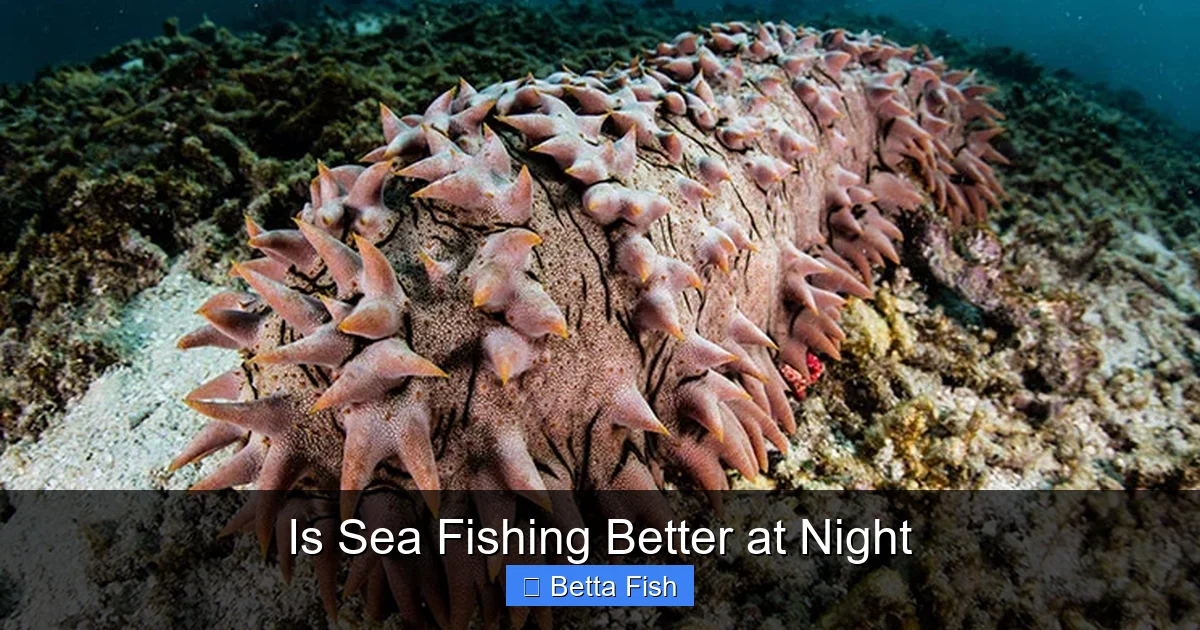 Is Sea Fishing Better at Night