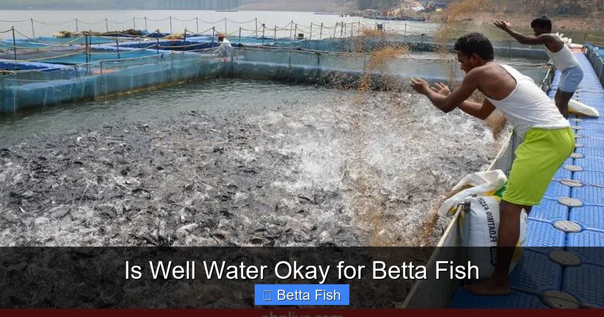 Is Well Water Okay for Betta Fish