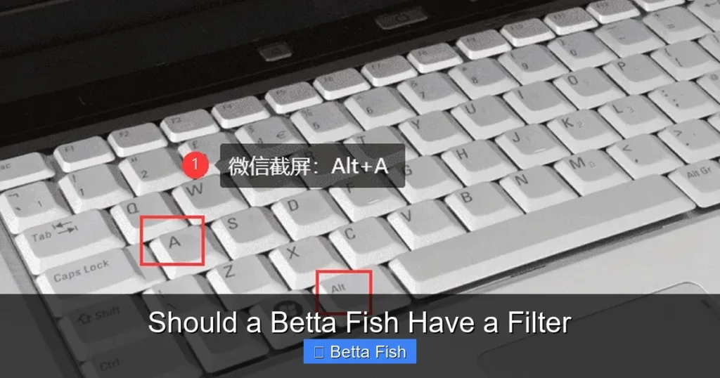 Should a Betta Fish Have a Filter