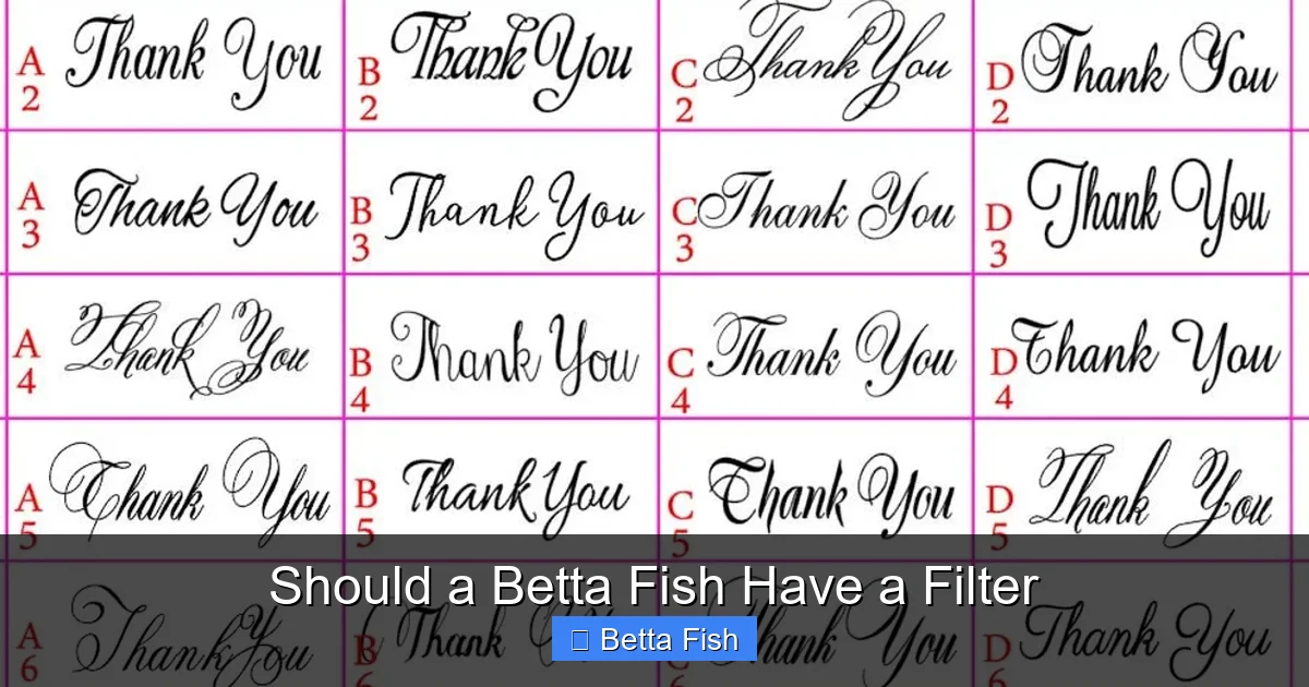 Should a Betta Fish Have a Filter