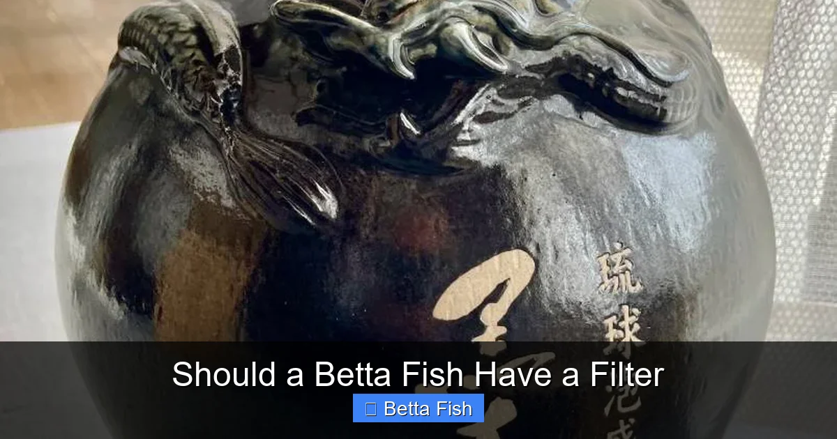Should a Betta Fish Have a Filter