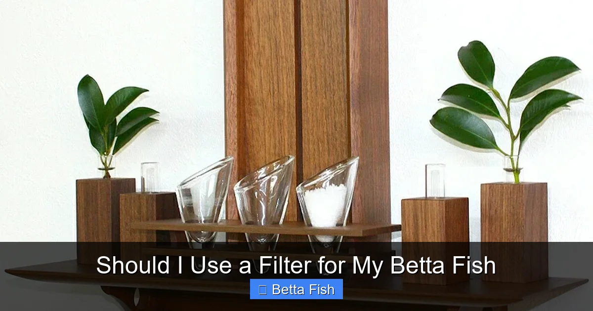 Should I Use a Filter for My Betta Fish