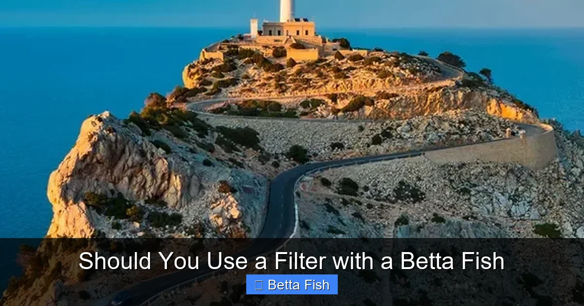 Should You Use a Filter with a Betta Fish