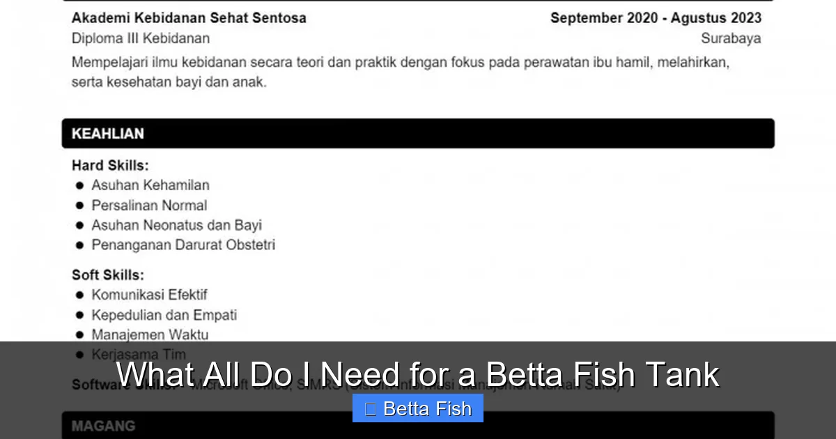 What All Do I Need for a Betta Fish Tank