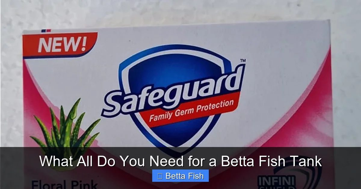 What All Do You Need for a Betta Fish Tank