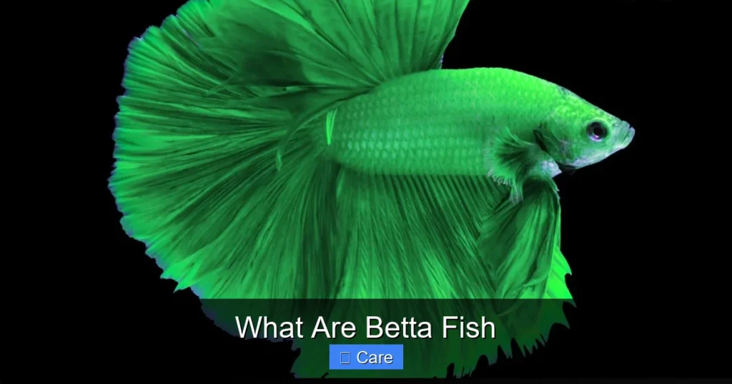What Are Betta Fish