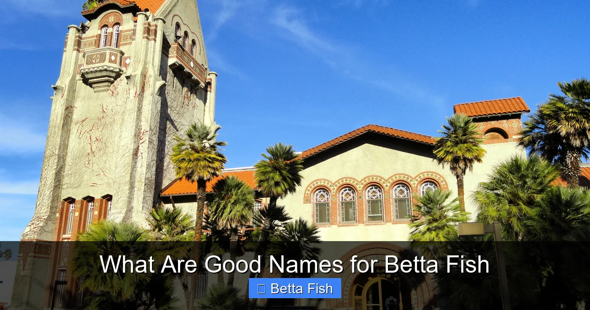 What Are Good Names for Betta Fish