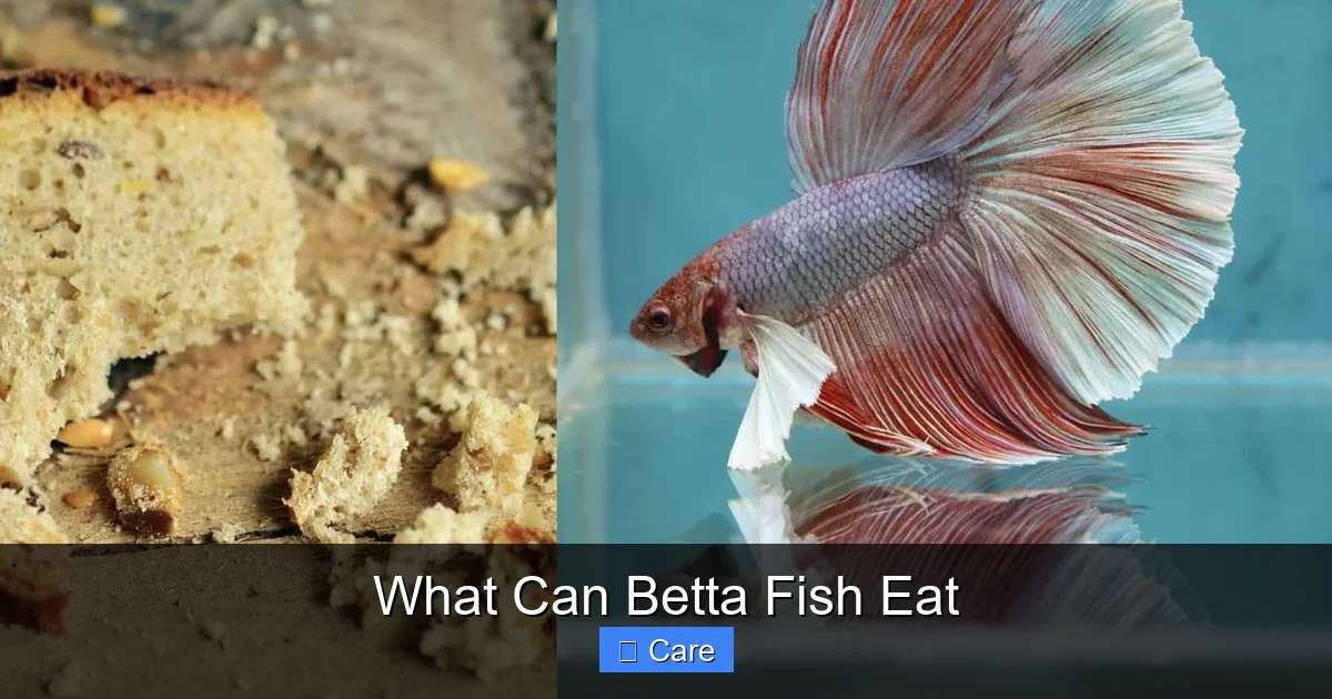 What Can Betta Fish Eat