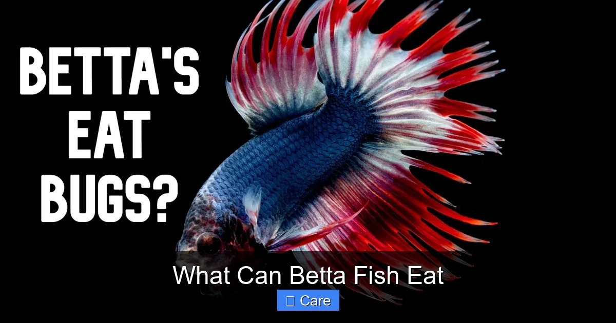 What Can Betta Fish Eat