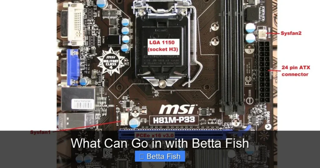 What Can Go in with Betta Fish