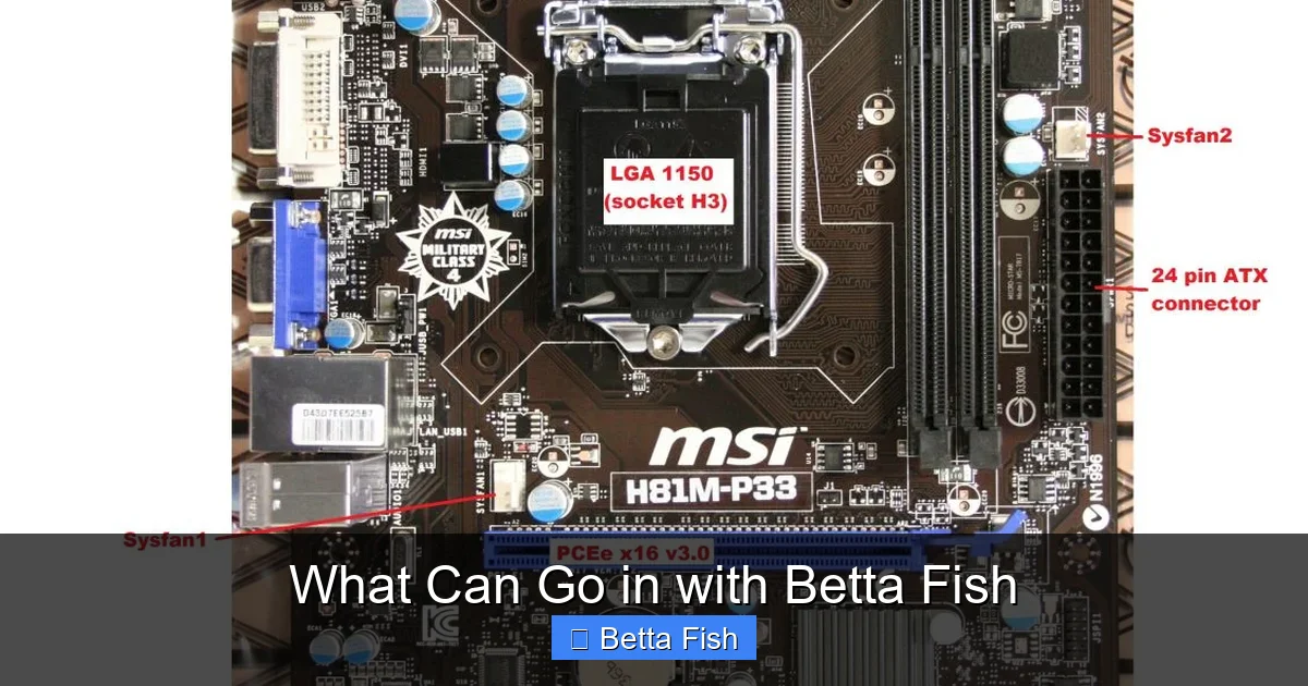 What Can Go in with Betta Fish