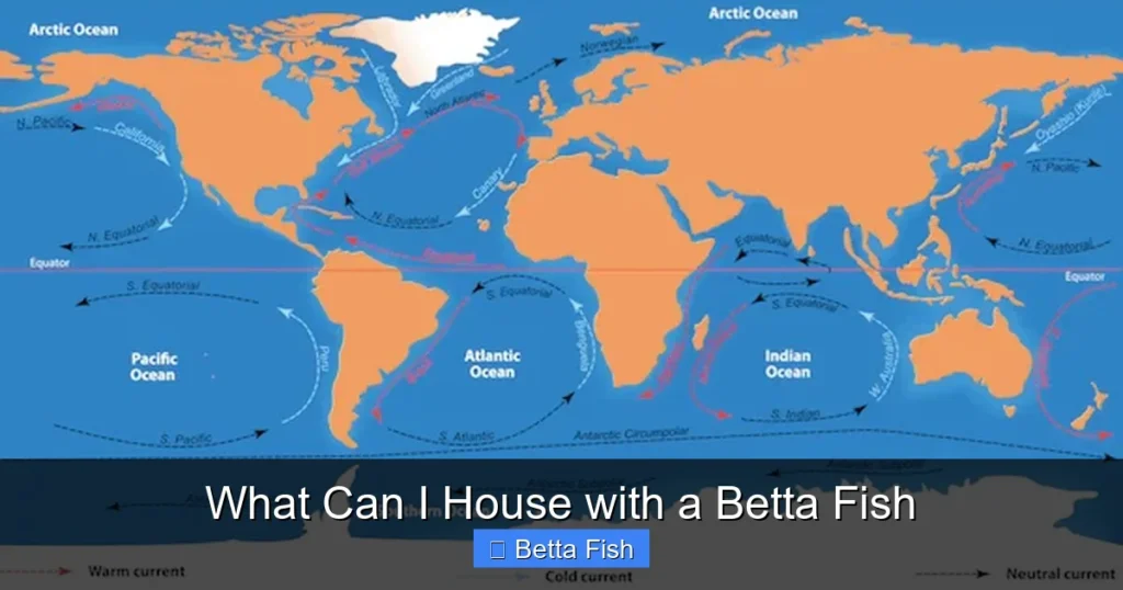 What Can I House with a Betta Fish