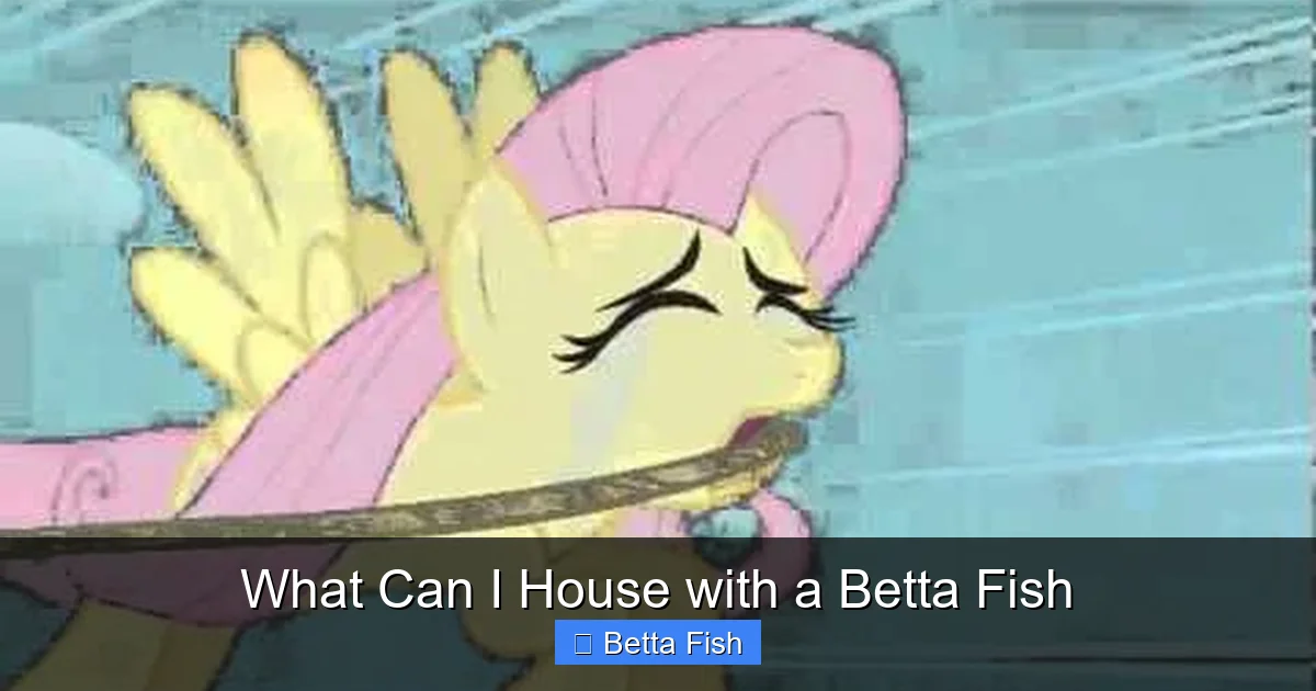What Can I House with a Betta Fish