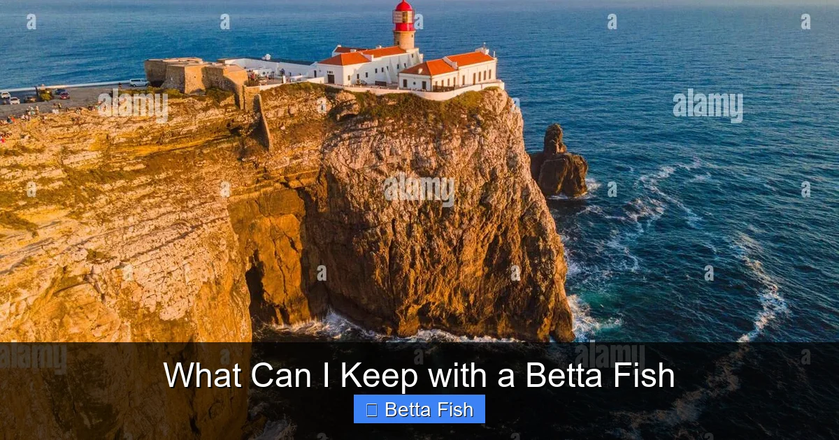 What Can I Keep with a Betta Fish