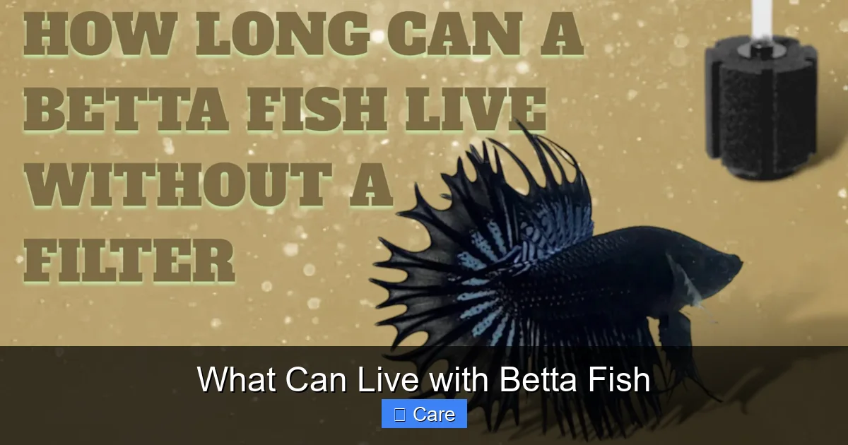 What Can Live with Betta Fish