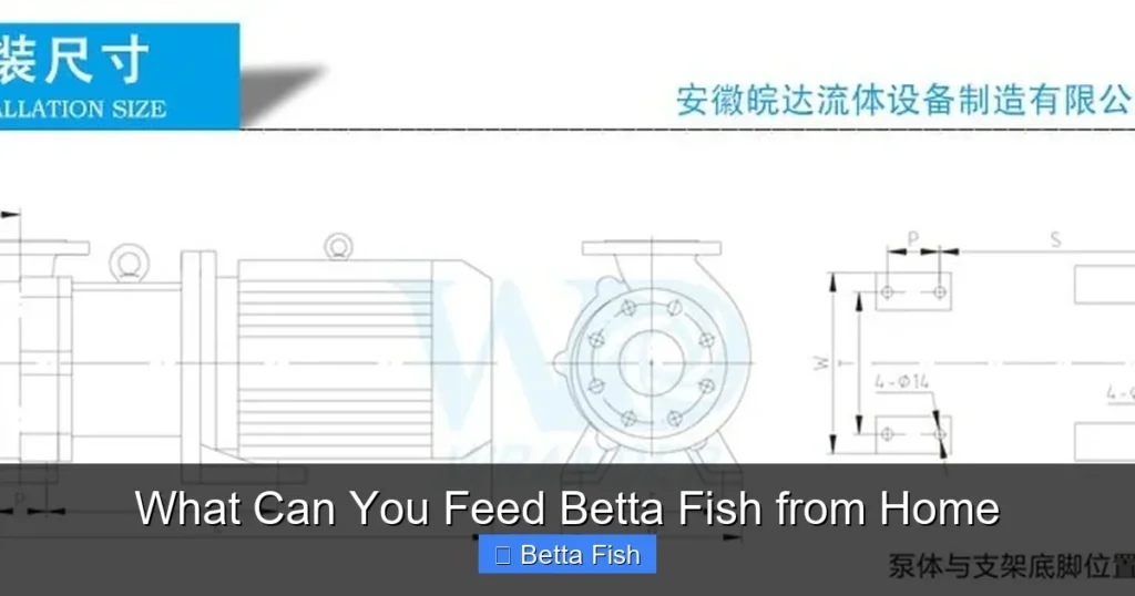 What Can You Feed Betta Fish from Home