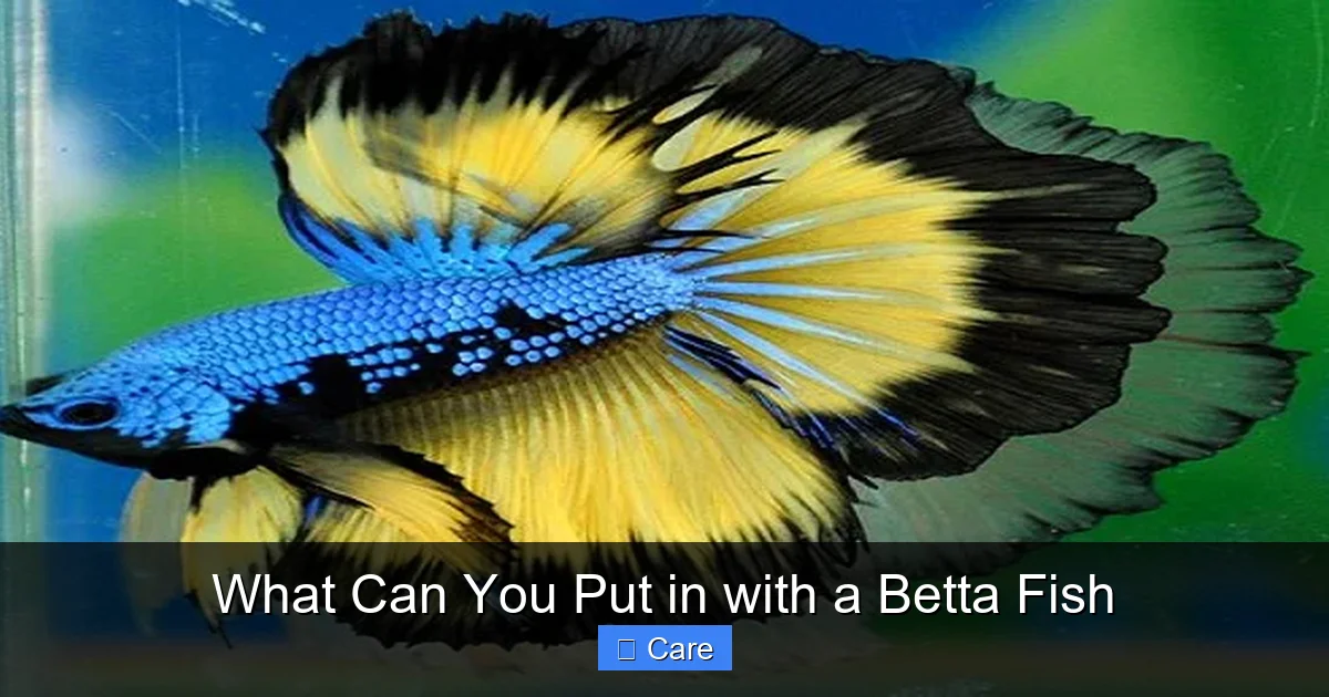 What Can You Put in with a Betta Fish