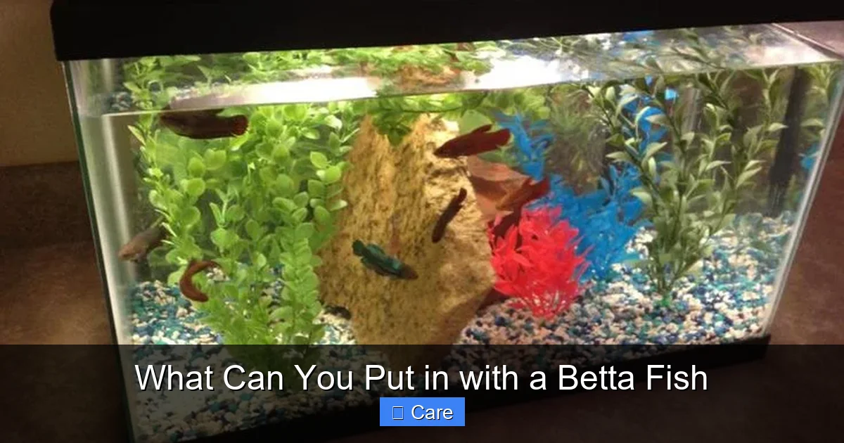 What Can You Put in with a Betta Fish