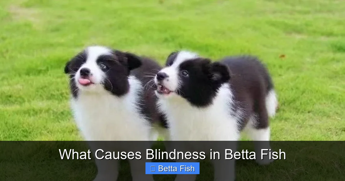 What Causes Blindness in Betta Fish