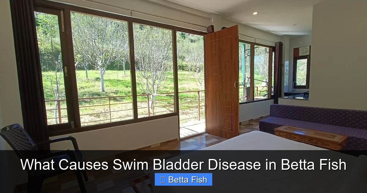 What Causes Swim Bladder Disease in Betta Fish