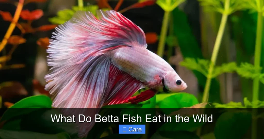 What Do Betta Fish Eat in the Wild