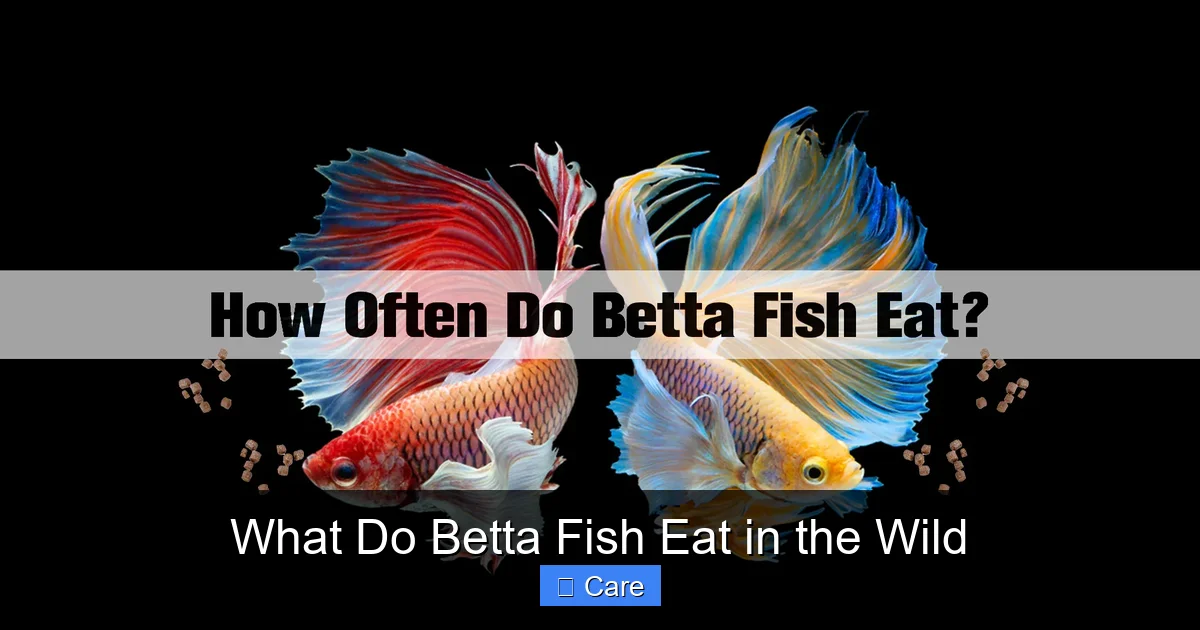 What Do Betta Fish Eat in the Wild