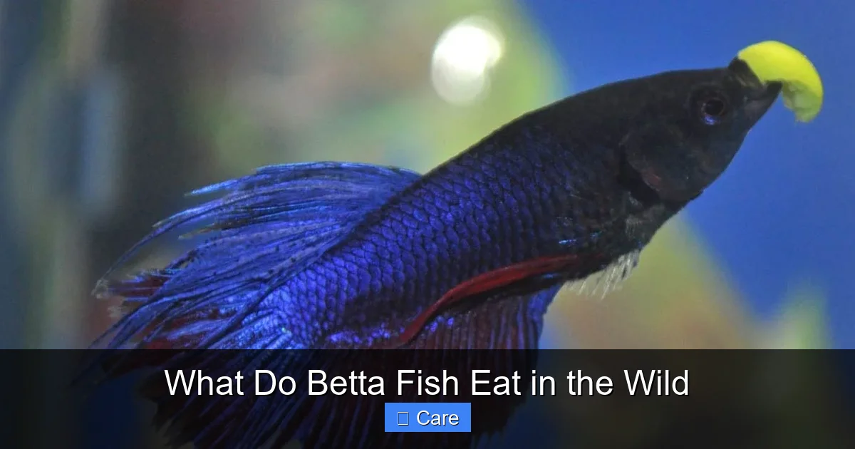 What Do Betta Fish Eat in the Wild