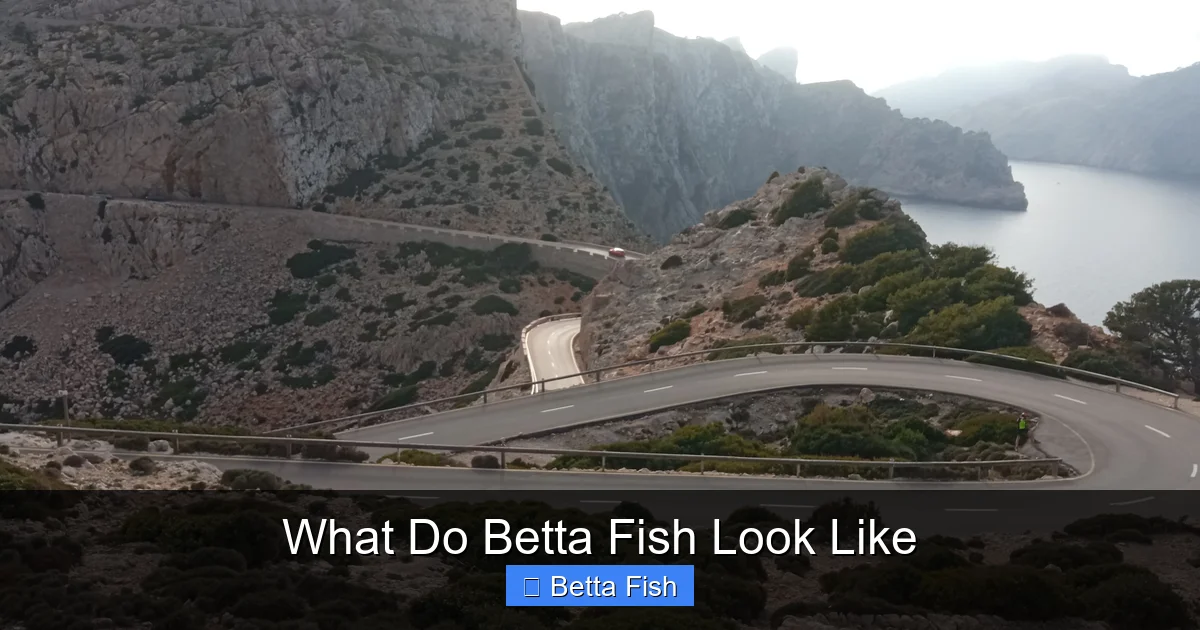 What Do Betta Fish Look Like