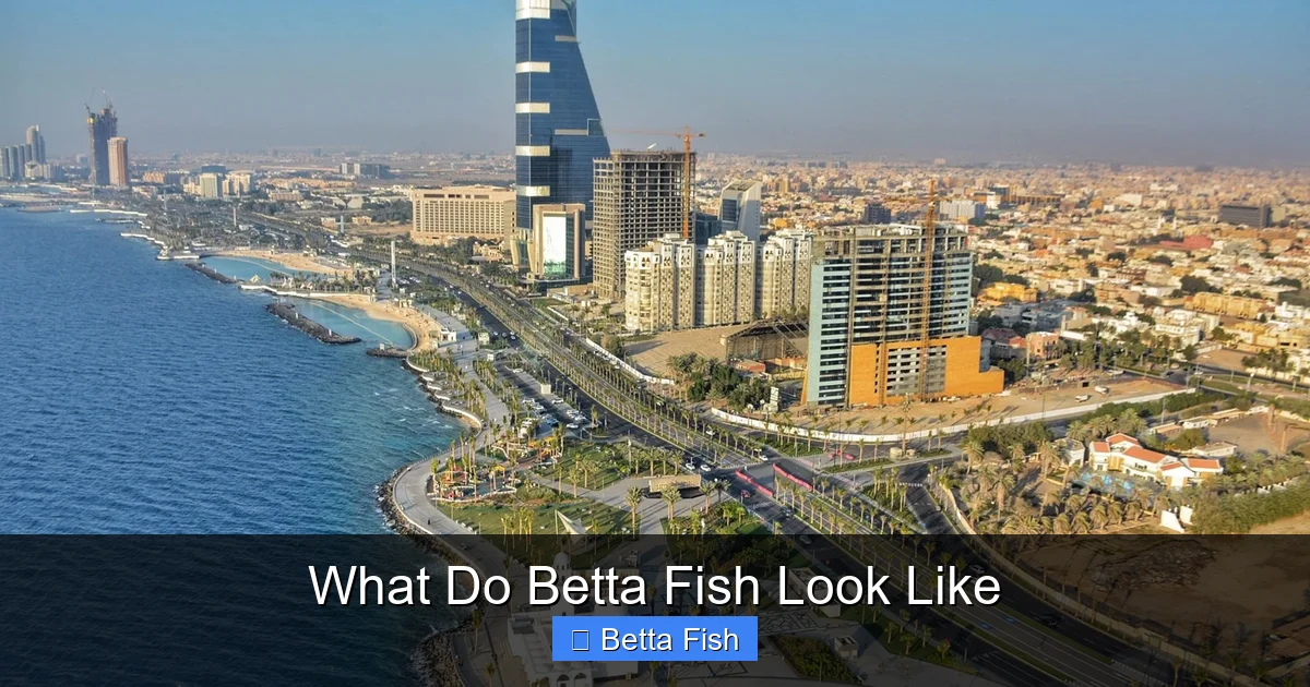What Do Betta Fish Look Like