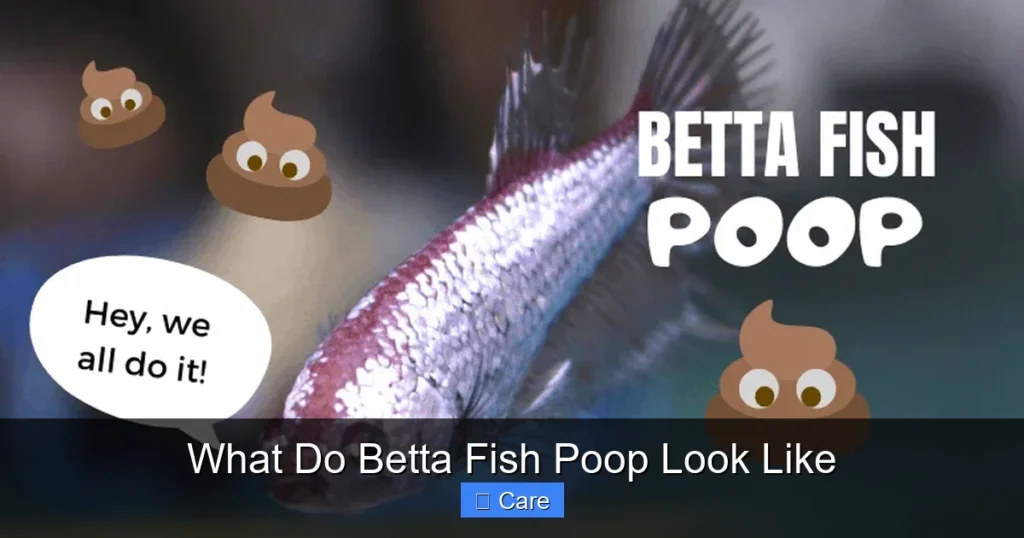 What Do Betta Fish Poop Look Like