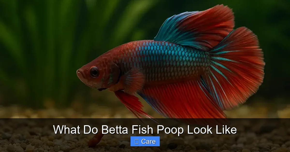 What Do Betta Fish Poop Look Like