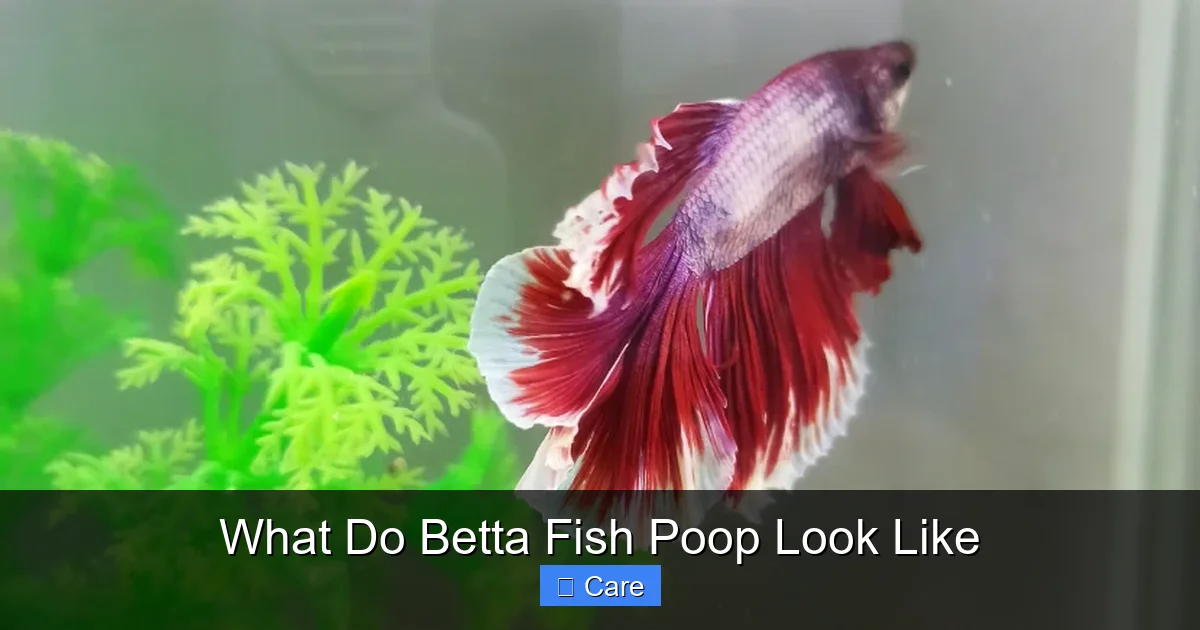 What Do Betta Fish Poop Look Like