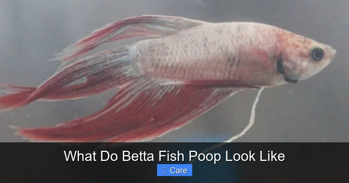 What Do Betta Fish Poop Look Like