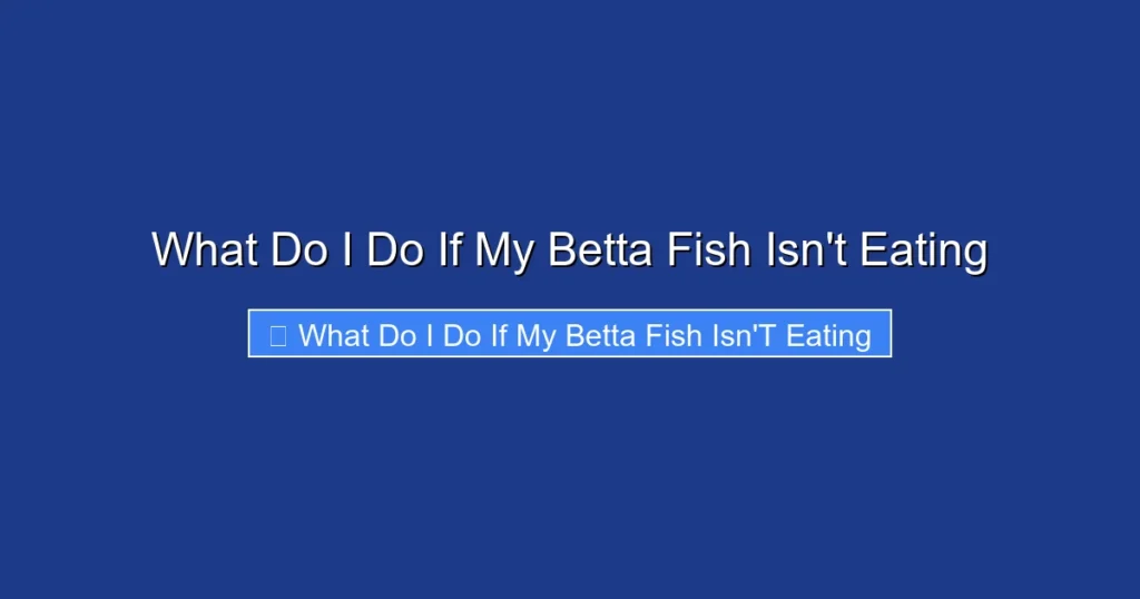 What Do I Do If My Betta Fish Isn't Eating