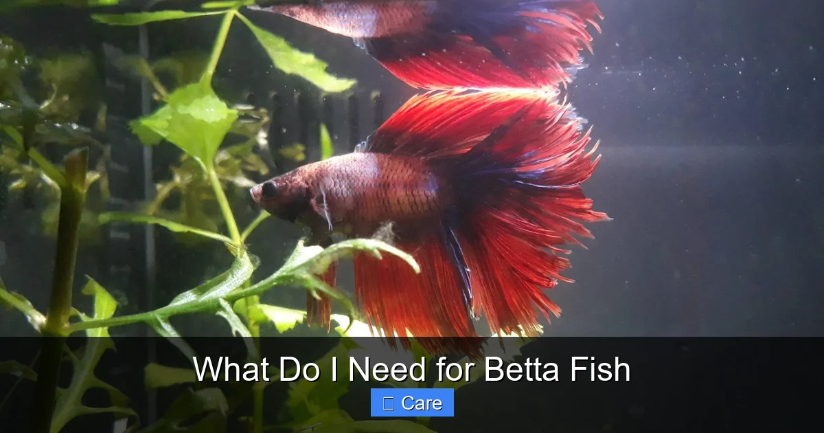 What Do I Need for Betta Fish