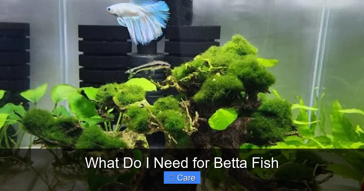 What Do I Need for Betta Fish