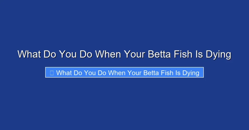 What Do You Do When Your Betta Fish Is Dying