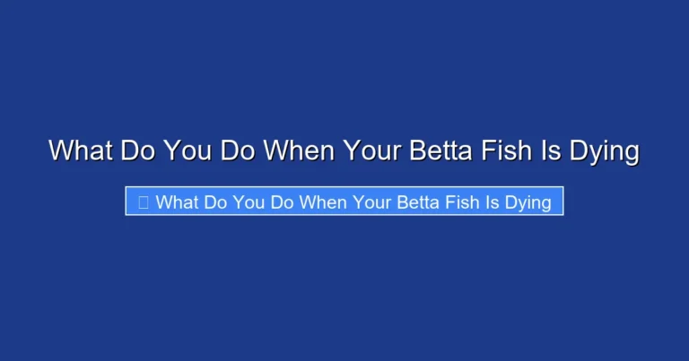 What Do You Do When Your Betta Fish Is Dying