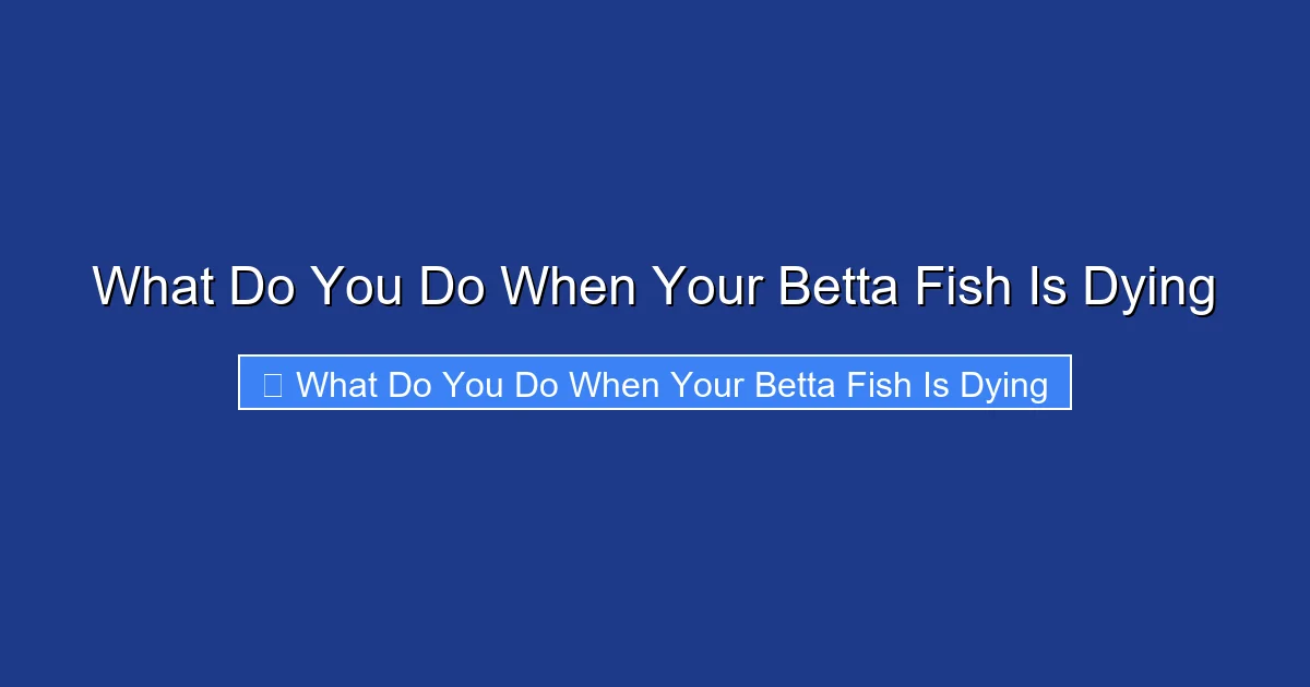 What Do You Do When Your Betta Fish Is Dying