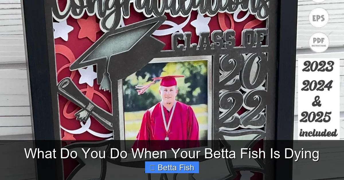 What Do You Do When Your Betta Fish Is Dying