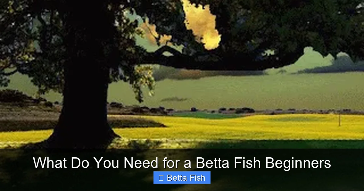 What Do You Need for a Betta Fish Beginners