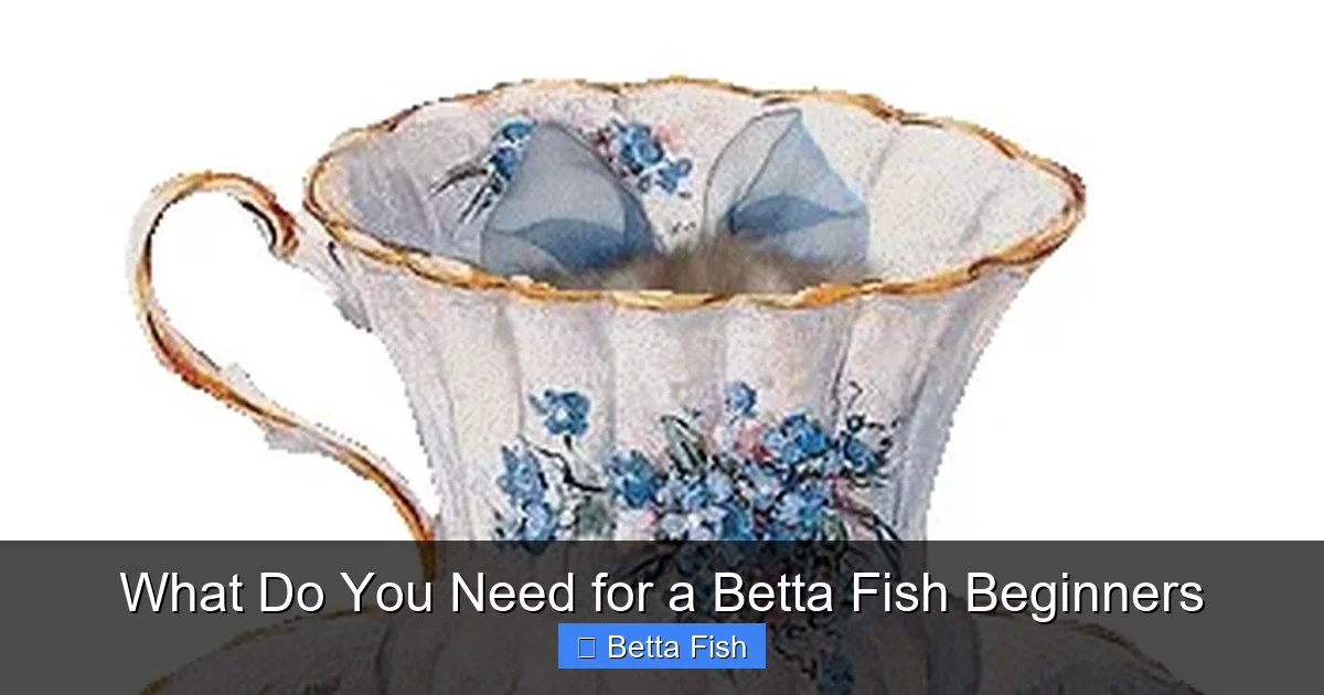 What Do You Need for a Betta Fish Beginners
