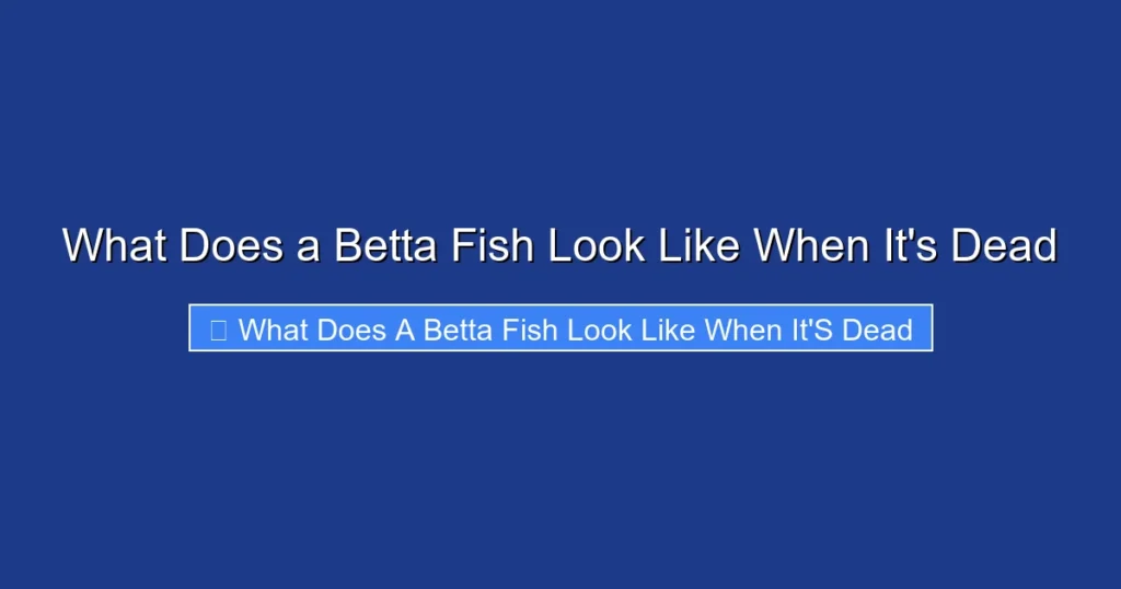 What Does a Betta Fish Look Like When It's Dead