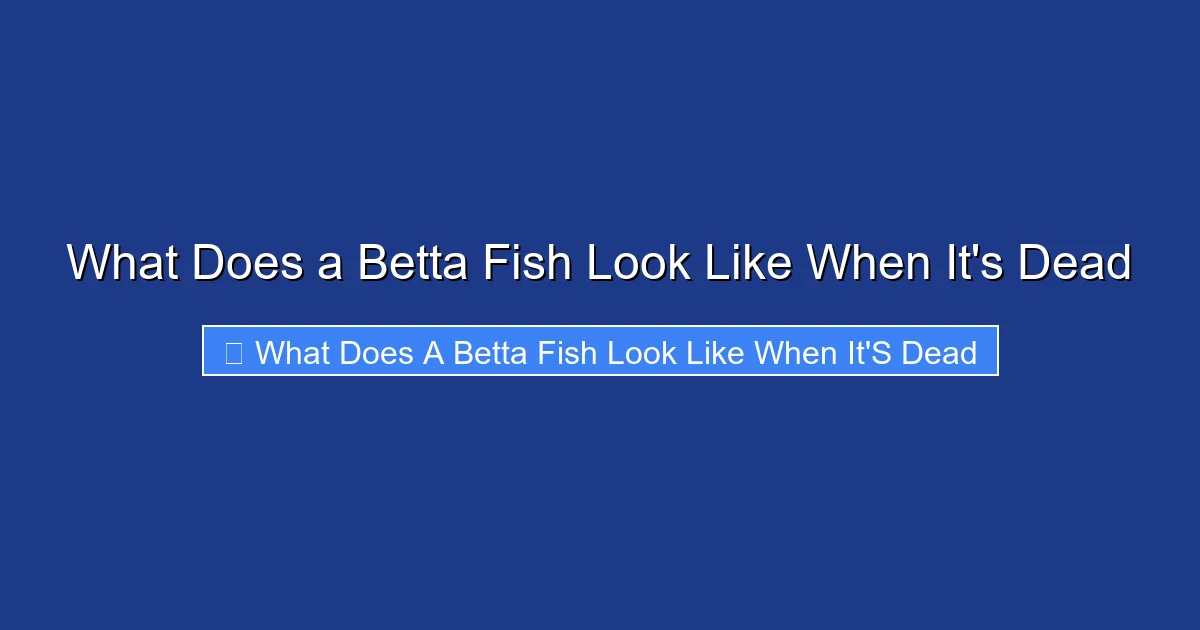 What Does a Betta Fish Look Like When It's Dead