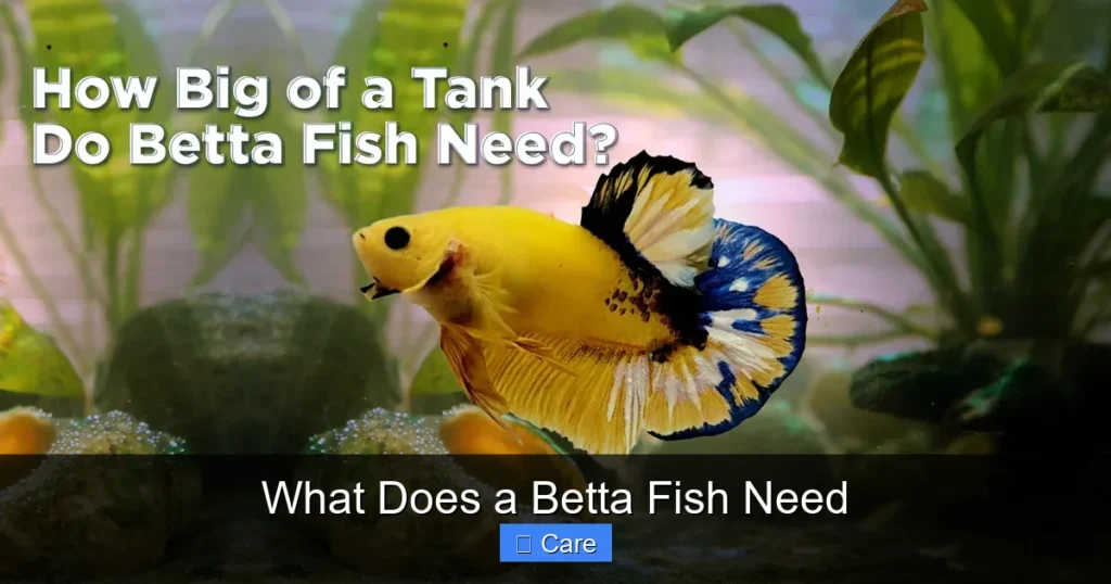 What Does a Betta Fish Need