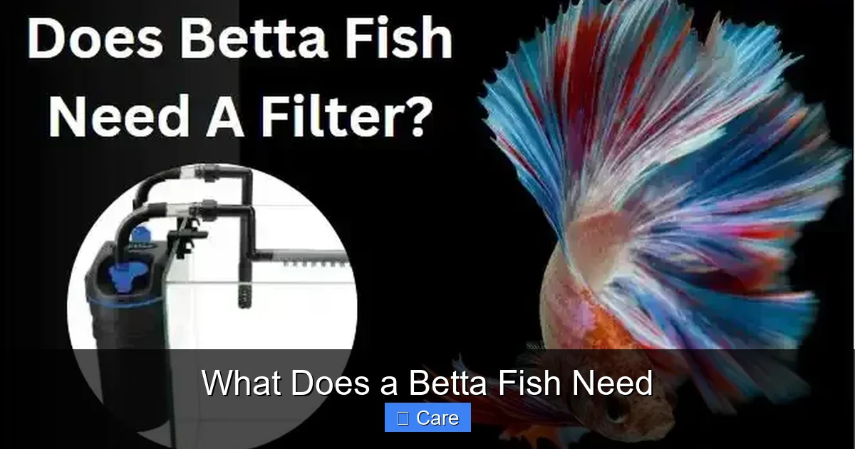 What Does a Betta Fish Need